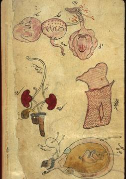 persian_anatomy_0.jpg